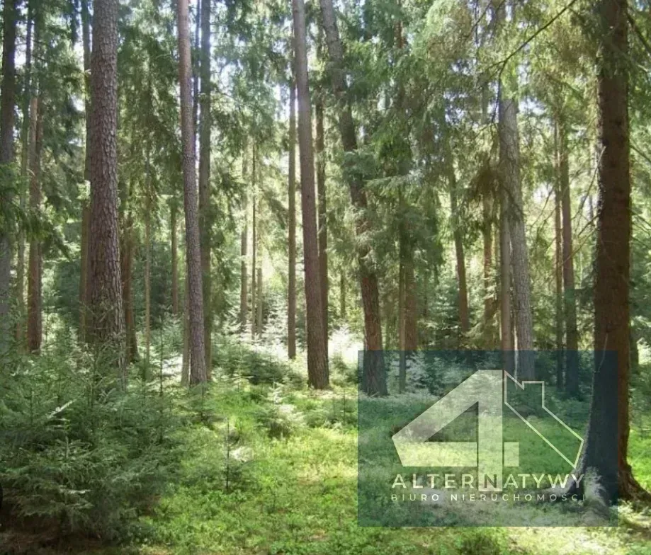 Działka leśna 2,4ha Gałkowice Stare 2