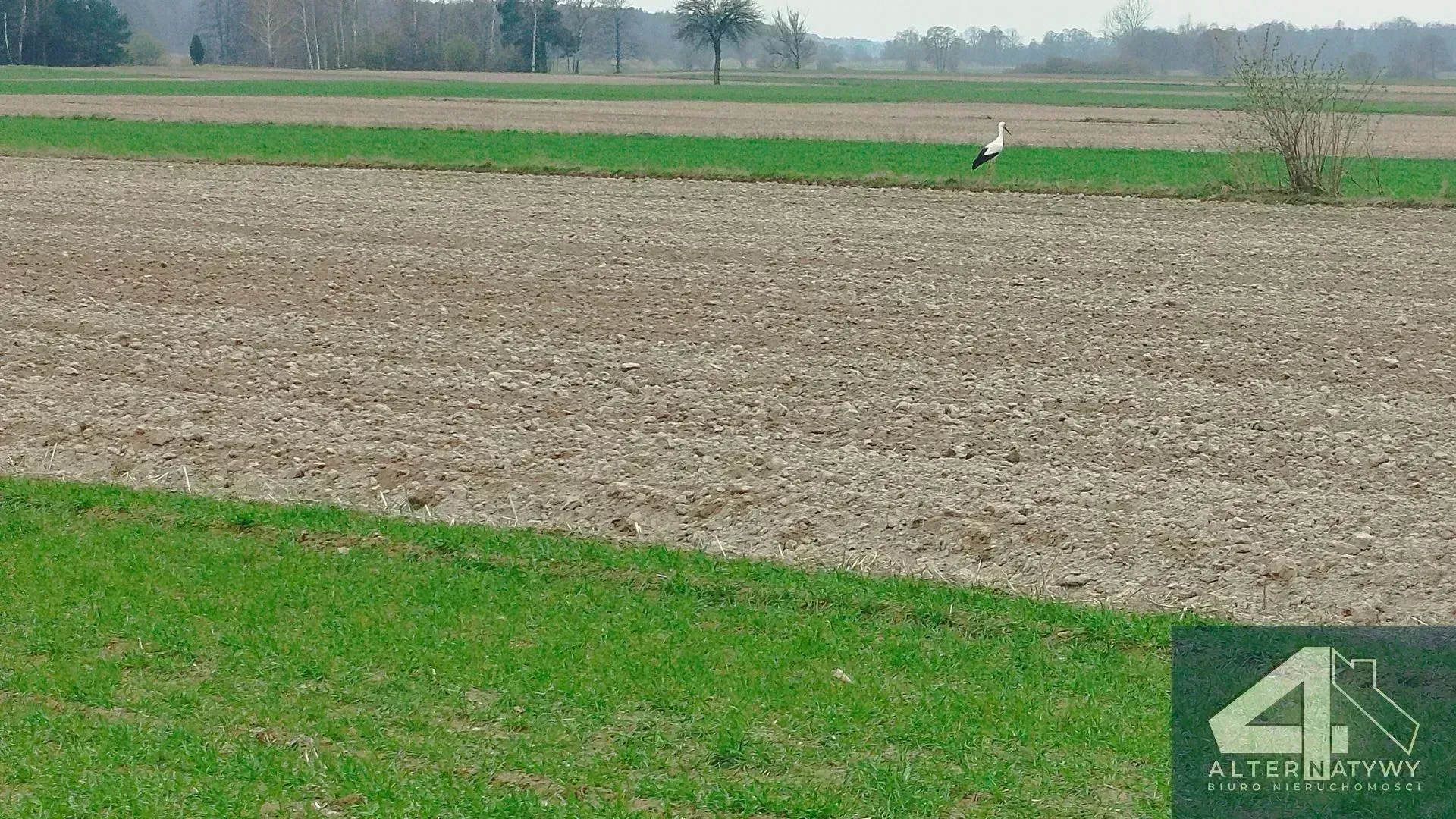 Działka | natura | okolice rzeki Luciąża 6
